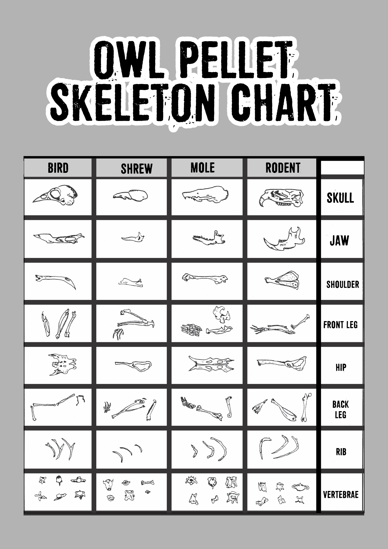 Owl Pellet Skeletal Chart Printable for Schools