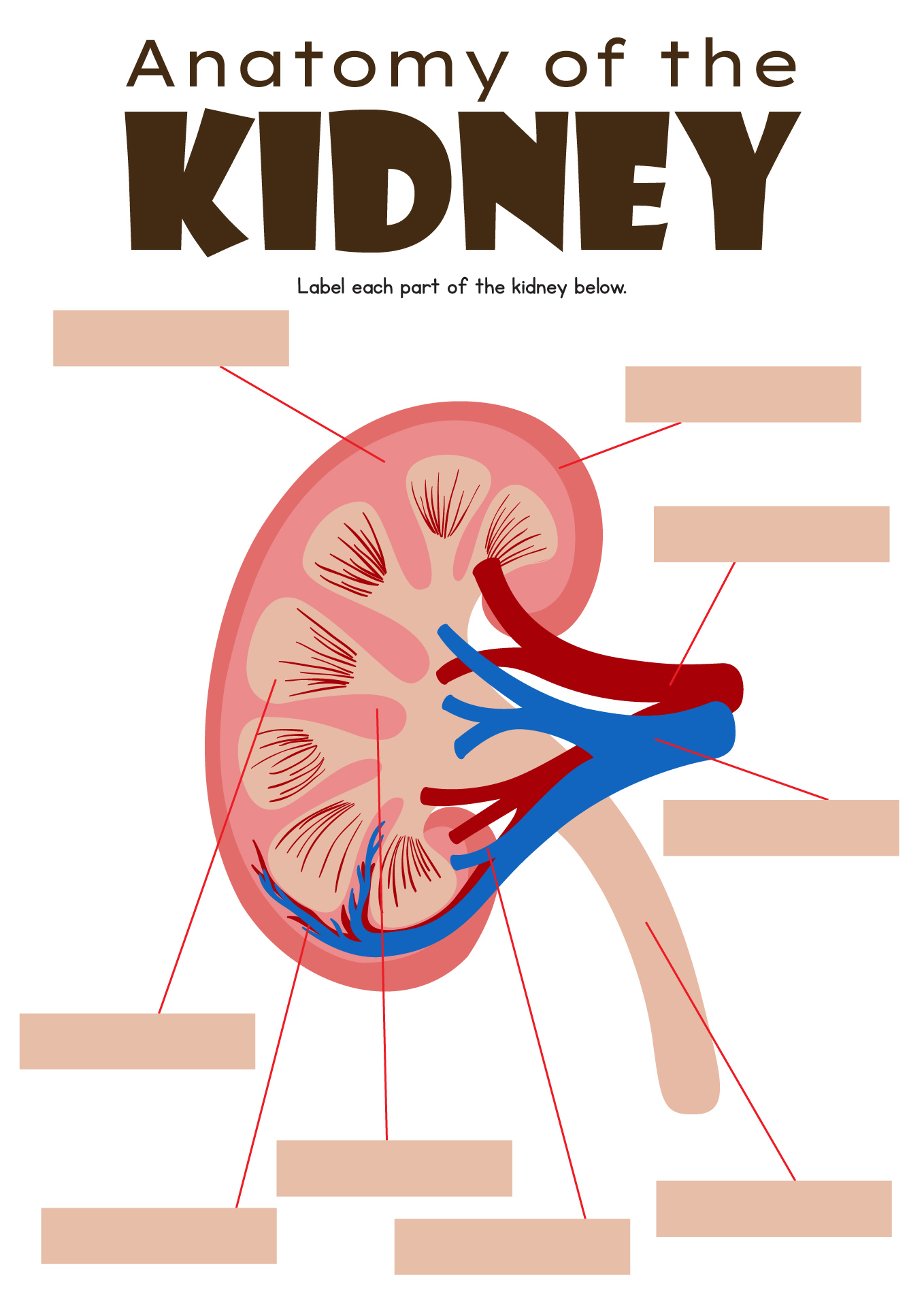 Printable College Human Anatomy Worksheets