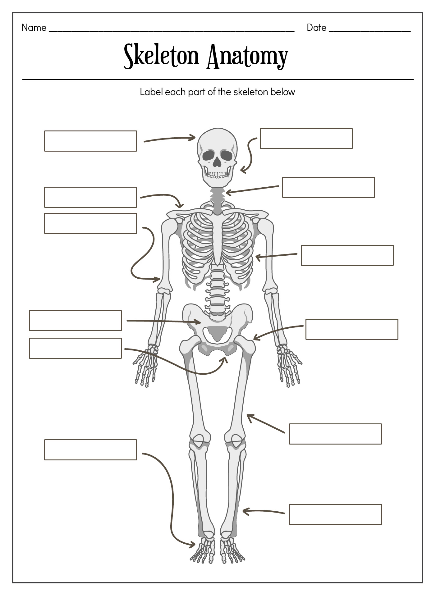 Printable Human Anatomy Practice Sheets