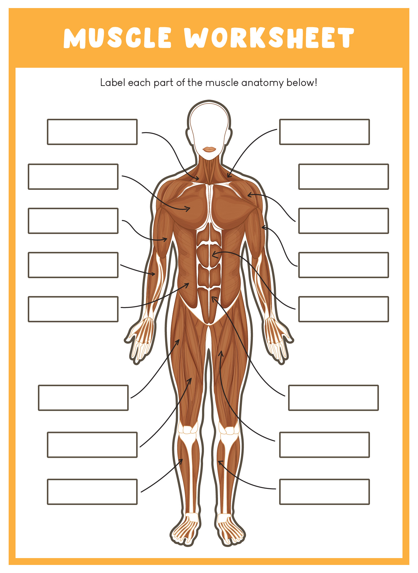 Printable Muscle Anatomy Worksheets for College Students