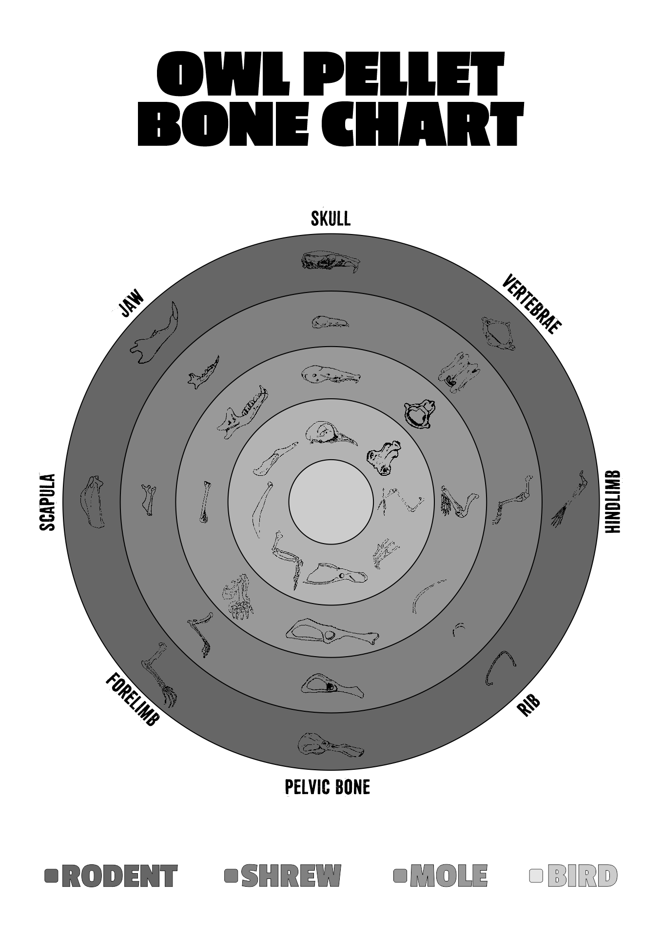 Printable Owl Pellet Bone Guide for Teachers