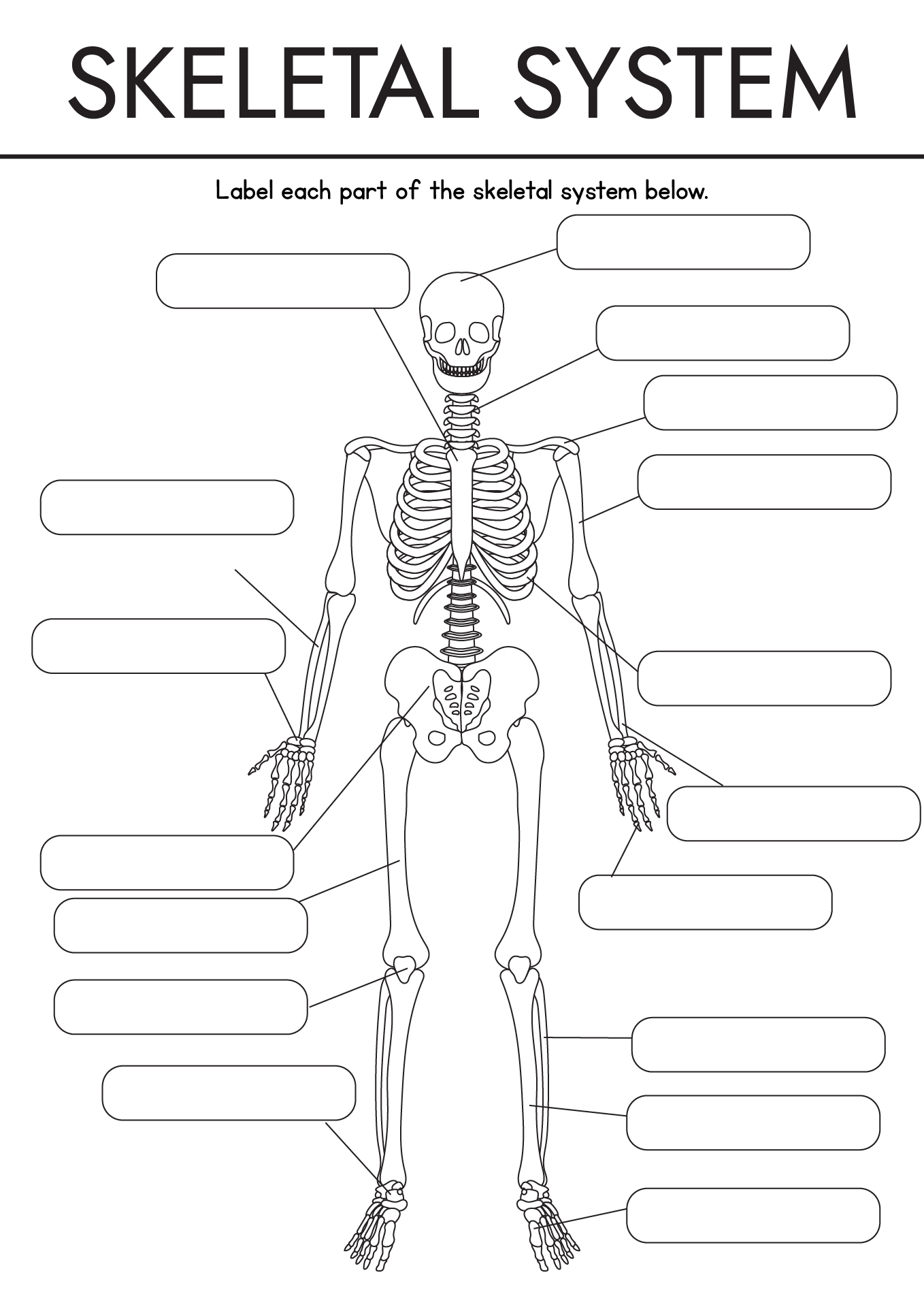 Printable Skeletal System Worksheets for College Students