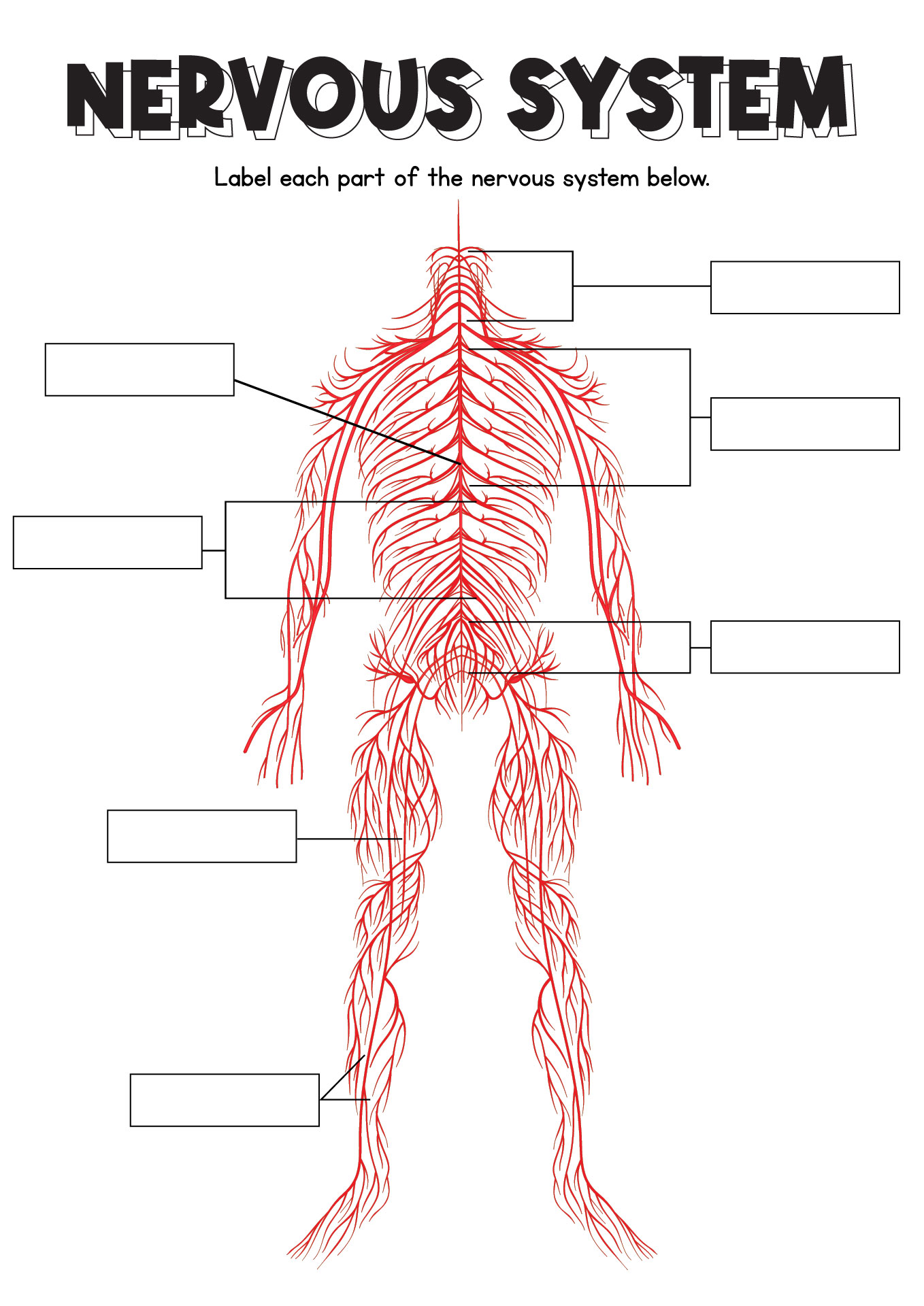 Printable Worksheets on Nervous System for College Anatomy