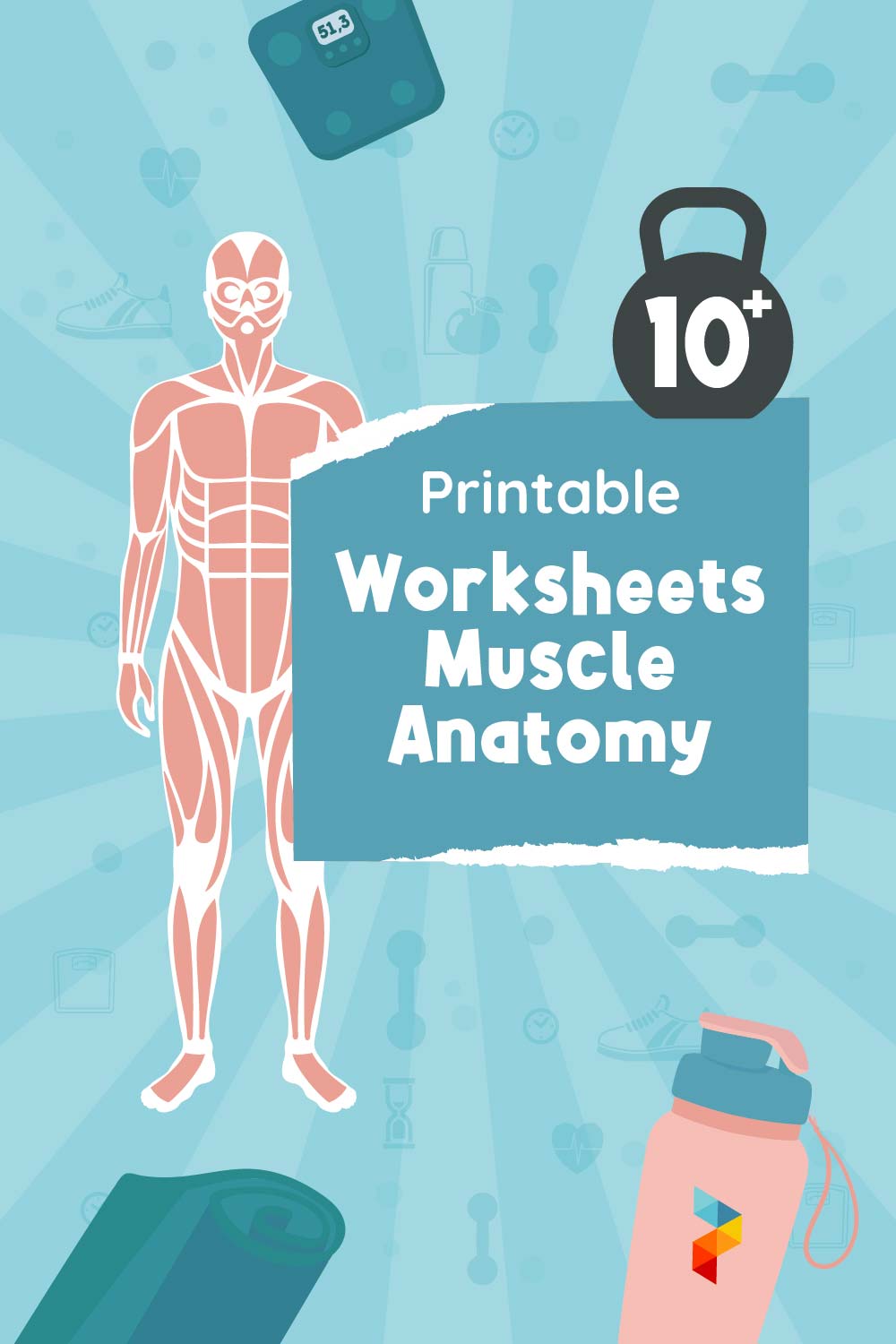 Printable Worksheets Muscle Anatomy
